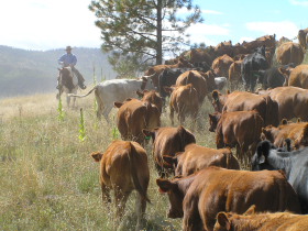 Album photos et carnet de voyage de notre séjour au Ranch éthologique de Kalispelle dans le Montana (Etats Unis - USA) - Rando Cheval / Absolu Voyages