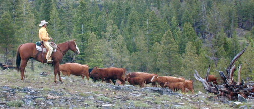 Album photos et carnet de voyage de notre séjour au Ranch éthologique de Kalispelle dans le Montana (Etats Unis - USA) - Rando Cheval / Absolu Voyages