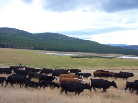 Album photos et carnet de voyage de notre séjour au Ranch éthologique de Kalispelle dans le Montana (Etats Unis - USA) - Rando Cheval / Absolu Voyages