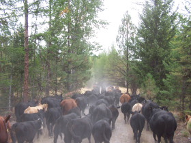 Album photos et carnet de voyage de notre séjour au Ranch éthologique de Kalispelle dans le Montana (Etats Unis - USA) - Rando Cheval / Absolu Voyages