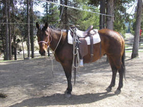 Album photos et carnet de voyage de notre séjour au Ranch éthologique de Kalispelle dans le Montana (Etats Unis - USA) - Rando Cheval / Absolu Voyages