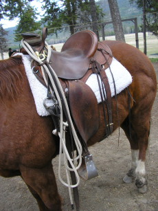 Album photos et carnet de voyage de notre séjour au Ranch éthologique de Kalispelle dans le Montana (Etats Unis - USA) - Rando Cheval / Absolu Voyages