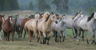 Album photos et carnet de voyage de notre séjour au Ranch éthologique de Kalispelle dans le Montana (Etats Unis - USA) - Rando Cheval / Absolu Voyages