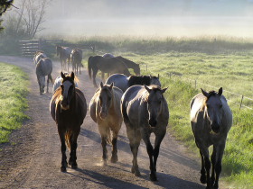 Album photos et carnet de voyage de notre séjour au Ranch éthologique de Kalispelle dans le Montana (Etats Unis - USA) - Rando Cheval / Absolu Voyages