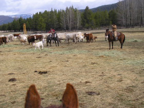 Album photos et carnet de voyage de notre séjour au Ranch éthologique de Kalispelle dans le Montana (Etats Unis - USA) - Rando Cheval / Absolu Voyages