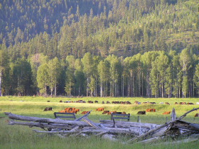 Album photos et carnet de voyage de notre séjour au Ranch éthologique de Kalispelle dans le Montana (Etats Unis - USA) - Rando Cheval / Absolu Voyages