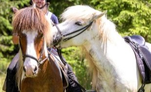 Randonn&eacute;e &eacute;questre en Croatie / randocheval - Absolu voyages