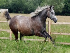 Jument Kisberi - Randonnée à cheval en Roumanie - Randocheval