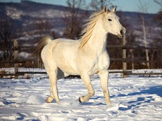 Jument Kisberi - Randonnée à cheval en Roumanie - Randocheval