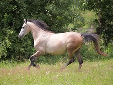 Jument Kisberi - Randonnée à cheval en Roumanie - Randocheval