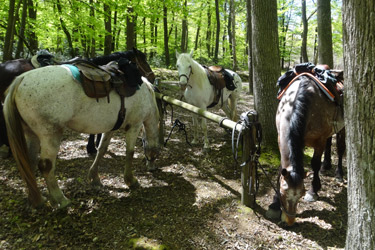 Rando Cheval - Voyage à cheval en Sarthe