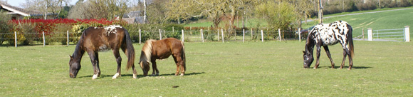 randonnée équestre en Sarthe - Randocheval