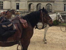 Les chevaux utilisés en Sarthe - Randocheval / Absolu voyages