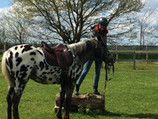 Les chevaux utilisés en Sarthe - Randocheval / Absolu voyages