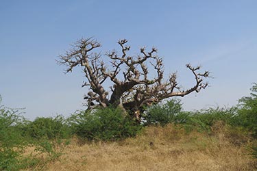 Randonnée à Cheval au Sénégal - RANDO CHEVAL