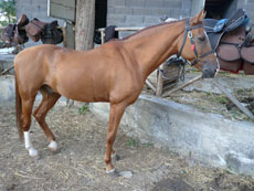 Tour de l'Etna à cheval - Sicile - RANDOCHEVAL