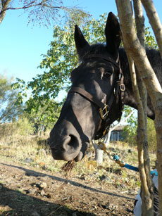 Tour de l'Etna à cheval - Sicile - RANDOCHEVAL