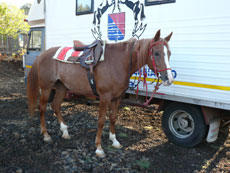 Tour de l'Etna à cheval - Sicile - RANDOCHEVAL