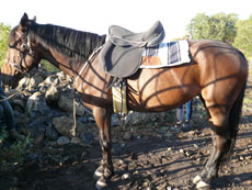 Tour de l'Etna à cheval - Sicile - RANDOCHEVAL