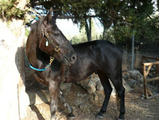 Tour de l'Etna à cheval - Sicile - RANDOCHEVAL