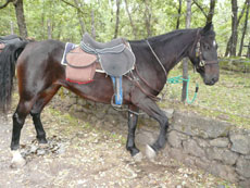 Tour de l'Etna à cheval - Sicile - RANDOCHEVAL