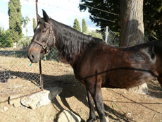 Tour de l'Etna à cheval - Sicile - RANDOCHEVAL