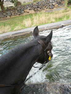 Tour de l'Etna à cheval - Sicile - RANDOCHEVAL