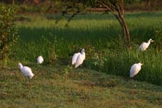 Aigrettes dans les rizières du Sri Lanka - Randocheval