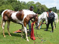 Cheval Marwari, race originaire du Rajasthan en Inde - Randocheval