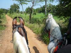 Voyage à cheval au Sri Lanka - les rizières de la région de Dambulla - Rando Cheval