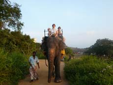 Safari à dos d'éléphant lors de notre voyage au Sri Lanka - Randocheval