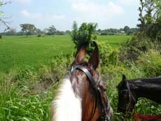 Cheval Marwari dans les rizières du Sri Lanka - Voyage Randocheval