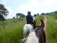 Randonnée équestre au Sri Lanka (Ceylan) sur des chevaux Marwaris - Randocheval