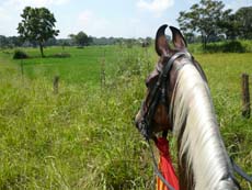 A cheval dans les rizières de la région de Dambulla lors de notre voyage au Sri Lanka - Randocheval