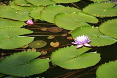 Nénuphars et lotus lors de notre voyage au Sri Lanka - Randocheval