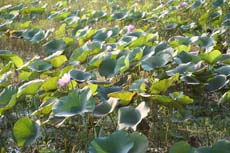 Lotus vus au cours de notre voyage au Sri Lanka - Randocheval