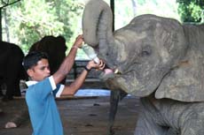 Orphelinat des éléphants au Sri Lanka - album photo de notre voyage à cheval
