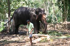 Enorme éléphant mâle à l'orphelinat des éléphants au Sri Lanka