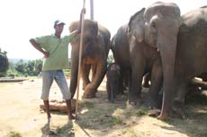 Orphelinat des éléphants au Sri Lanka - Album photo et carnet de voyage