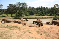 Orphelinat des éléphants sauvages au Sri Lanka