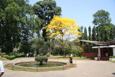 Jardins botaniques de Peradeniya au Sri Lanka - album photo et carnet de voyage