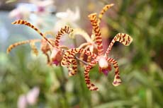 Orchidée du jardin botanique de Peradeniya au Sri Lanka
