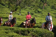 En selle sur un cheval Marwari dans les plantations de thé du Sri Lanka, l'ancienne Ceylan - Rando Cheval