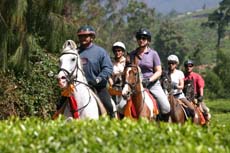 Randonnée à cheval dans les plantations de thé de Ceylan - Rando Cheval