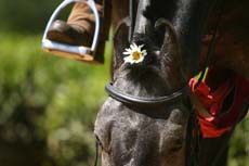 Hades avec une marguerite dans la crinière