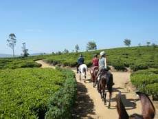 Randonnée à cheval au Sri Lanka