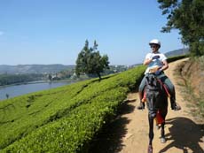 Randonnée équestre dans les jardins de thé de Ceylan au Sri Lanka