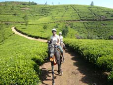 Randonnée équestre dans les plantations de thé - Voyage au Sri Lanka