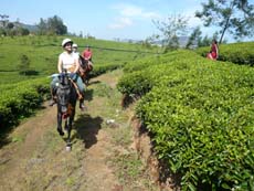 Rencontre avec les cueilleuses de thé dans les plantations du Sri Lanka - Voyage sur l'île de Ceylan