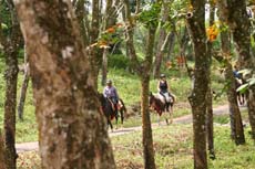 A cheval dans les plantations de caoutchouc du Sri Lanka - Voyage Randocheval